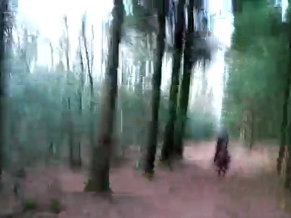 Galop dans la foret