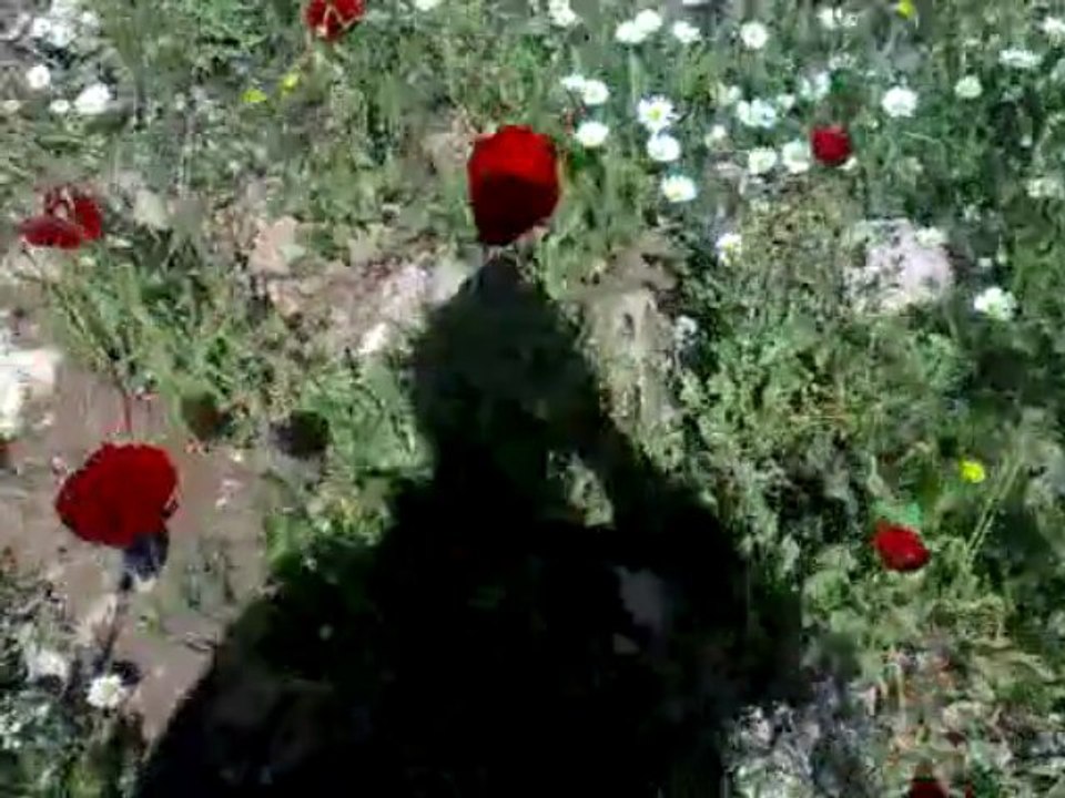 bahar lalesi (sosık)