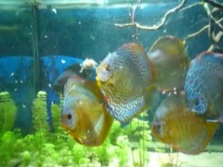 discus
