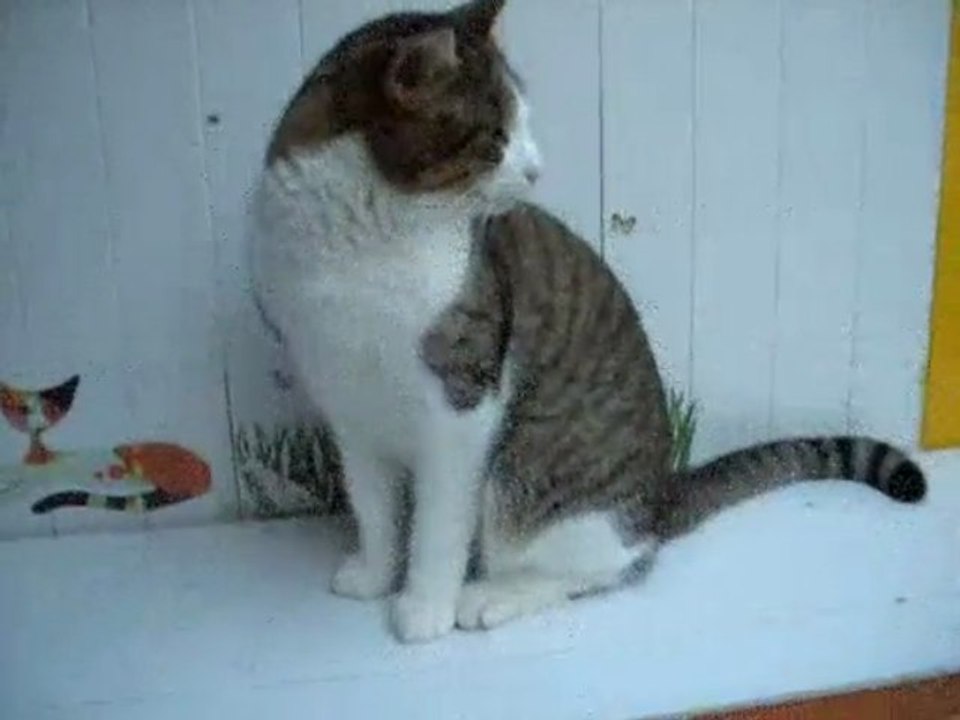 Pat (tabby et blanc)