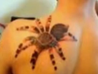 Spider Tattoo Designs Spider Web Tattoo Design