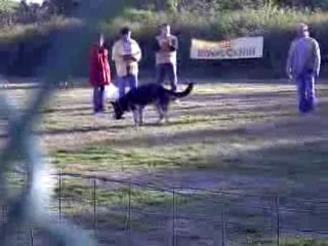 DANCE des Côteaux du Lys - Chpt régional obéissance 2009