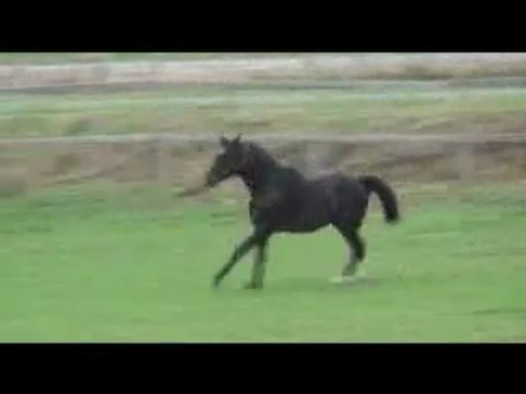 Désir d'un Soir - Pur-Sang anglais