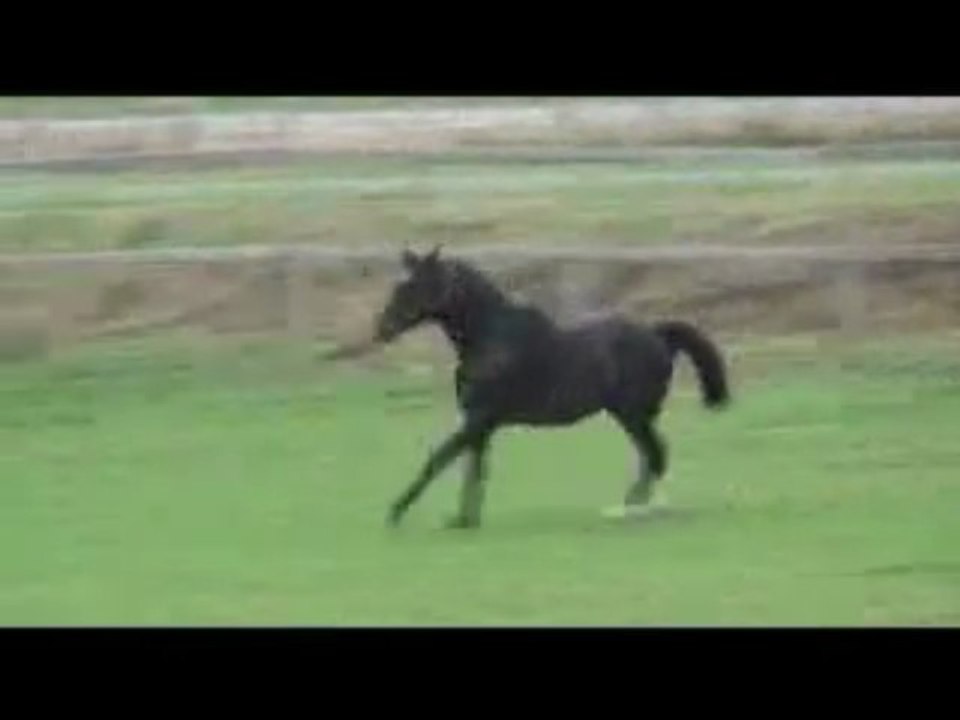 Désir d'un Soir - Pur-Sang anglais