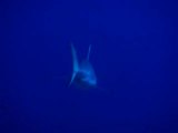 Maldives - Plongée sous-marine