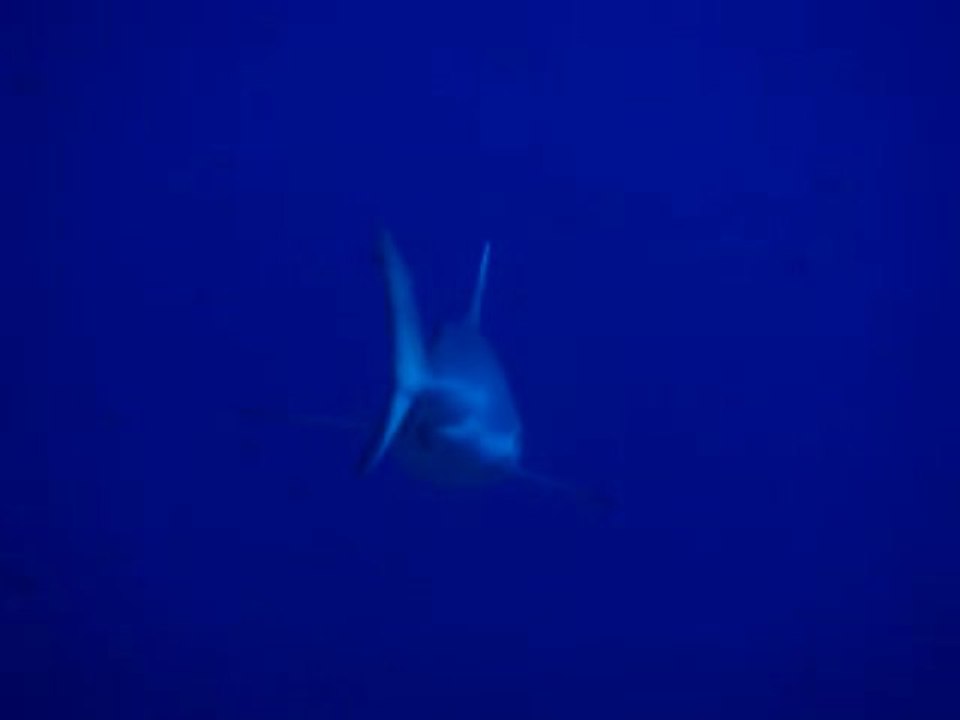 Maldives - Plongée sous-marine