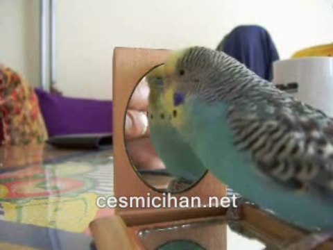 Konuşan Muhabbet kuşu sakar:Gel pışıık