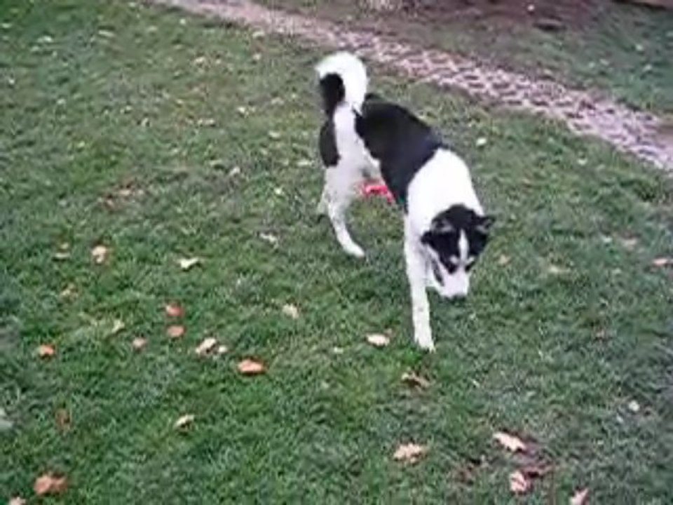 Mato