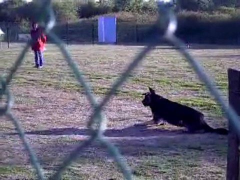 DANCE des Côteaux du Lys - Chpt régional obéissance 2009