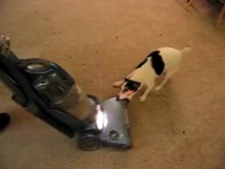 DOG vs. BALLOONS III, The final judgement