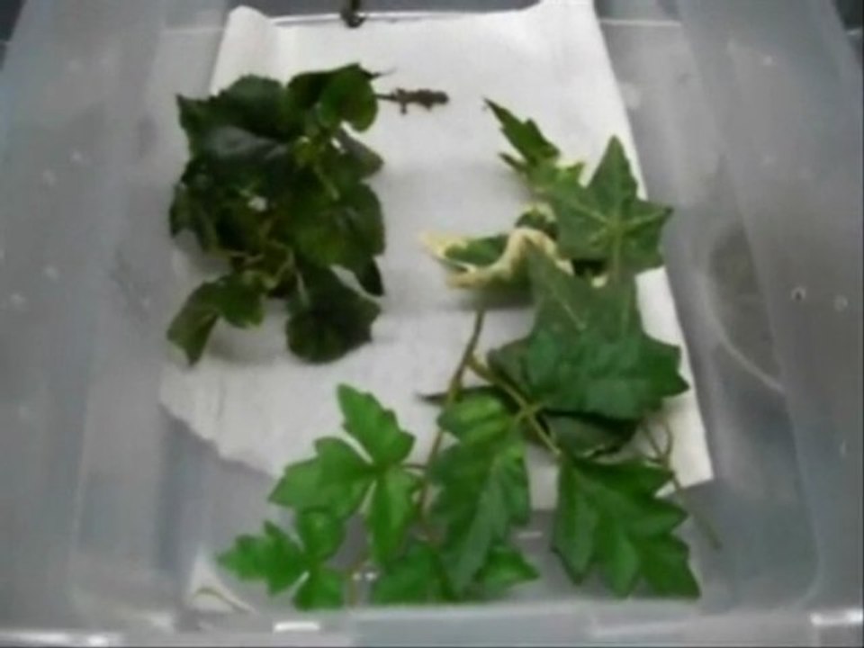 Strophurus williamsi