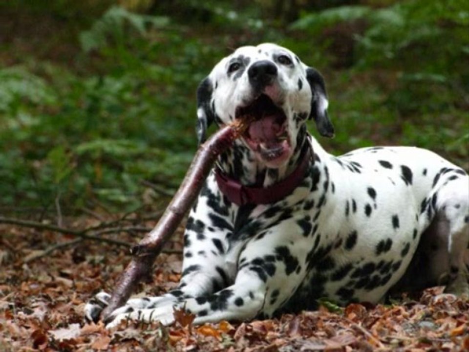 Chiens_a_adopter_dalmaSF_2009_11_15