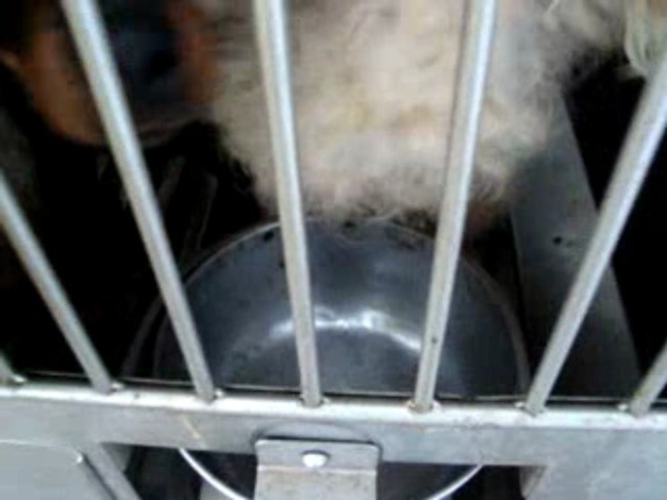 deuxième vidéo de l,usine à chiot en Outaouais