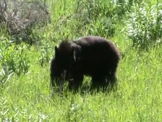 Voyage Yellowstone Jour j+6 (3)