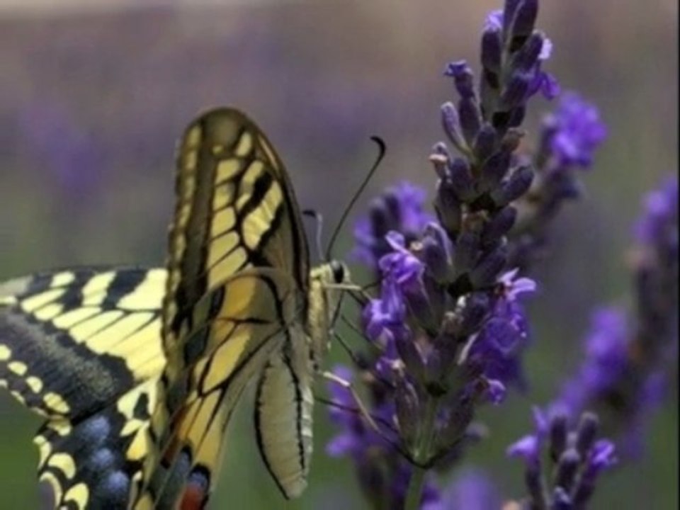 Histoire Courte 3 - 3/14 - Jean Yves Matynia