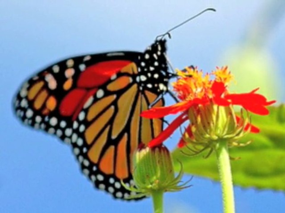 Histoire Courte 4 - 4/14 - Jean Yves Matynia