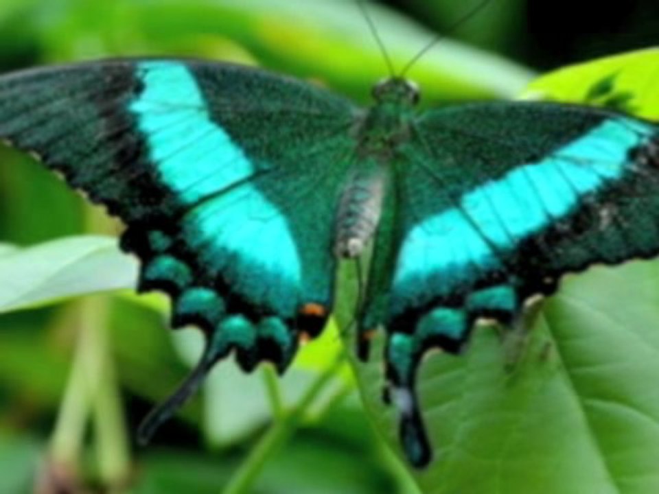 Histoire Courte 8 - 8/14 - Jean Yves Matynia