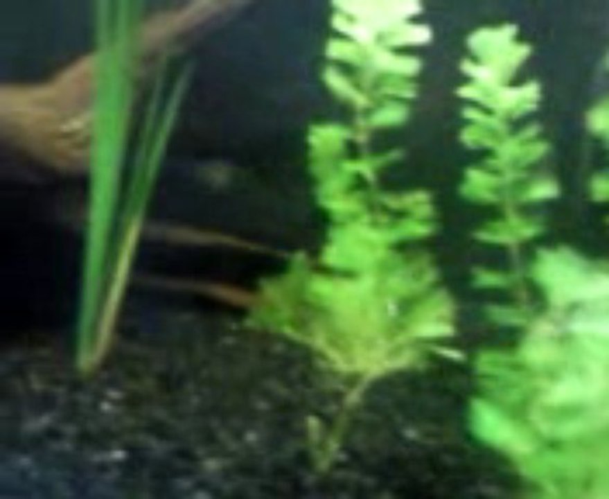 Nourrissage piranhas juveniles