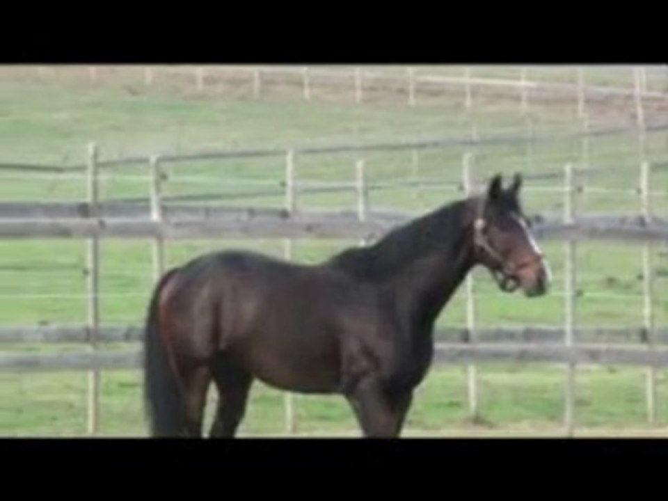 Dragon Dancer - Etalon Pur-Sang