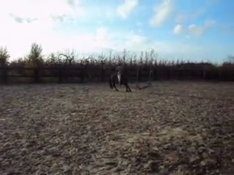Galop en liberté.