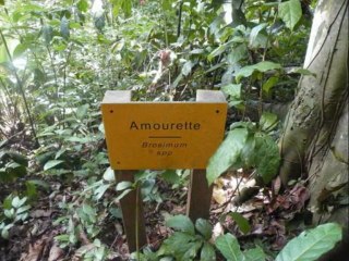 Guyane ballade mont Bourda