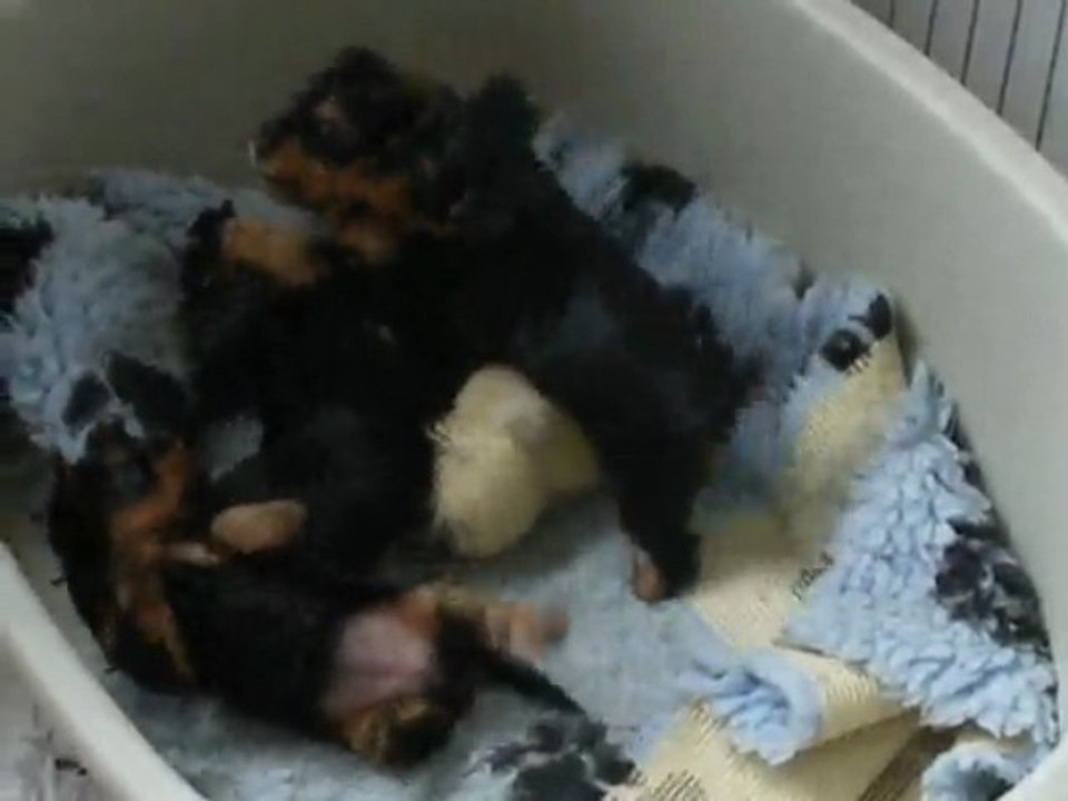 chiots silky terriers de la Lande Barbot
