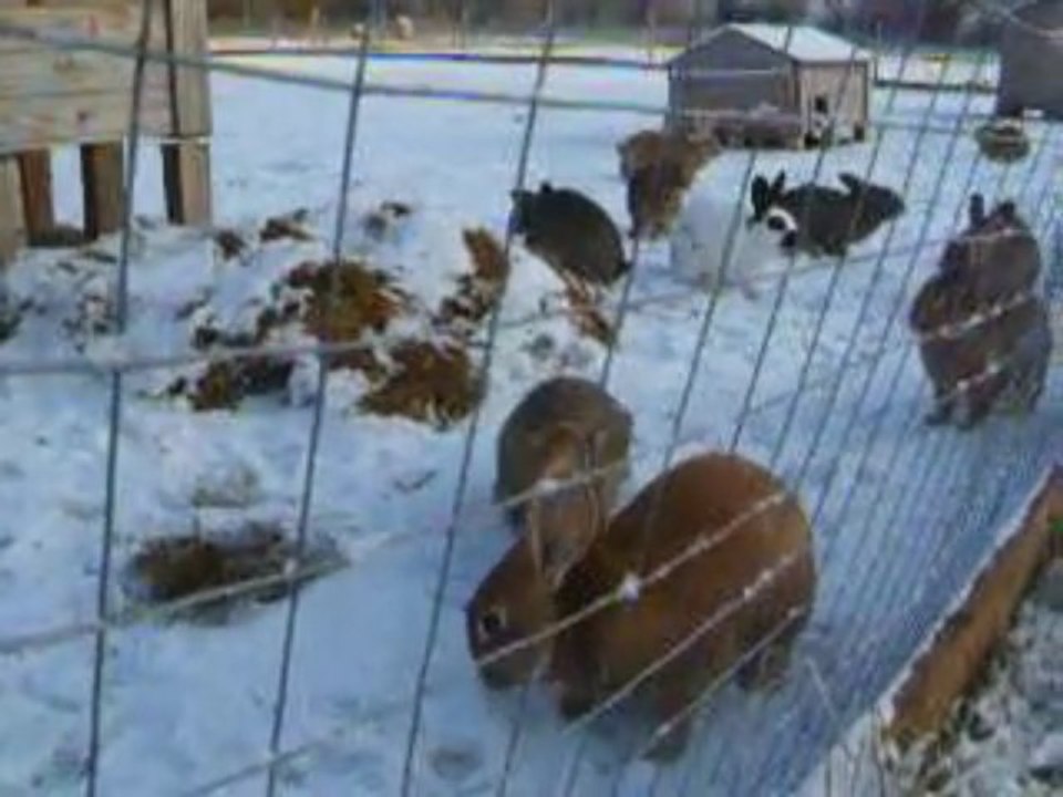Lapin bio