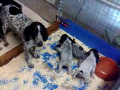 46 jours pour les chiots braques d'auvergne