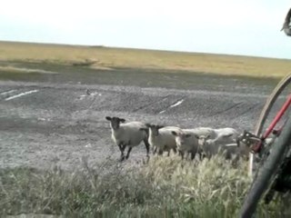 Les moutons des prés salés