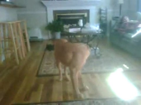 Gilly On The Run - To Wally On The Run by Steve Martin