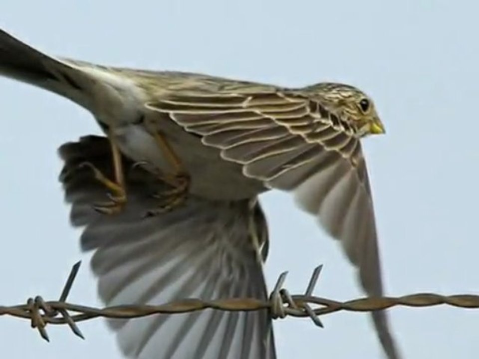 Back To Life ( HaYaTıN aRKaSı )