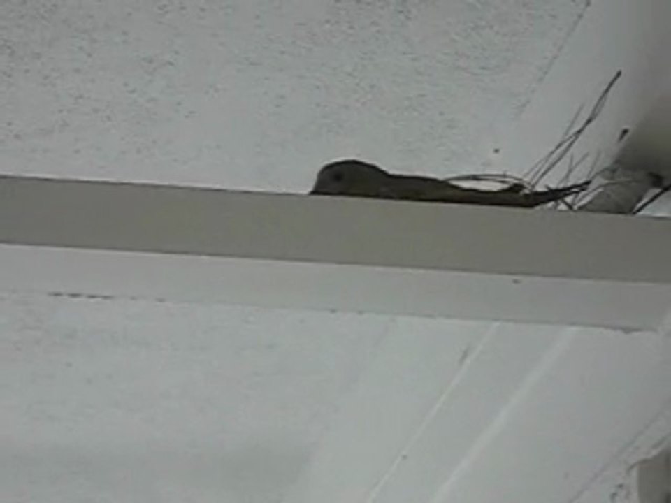 David's Last Sighting