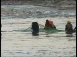 L'orso affoga! Salvataggio in extremis