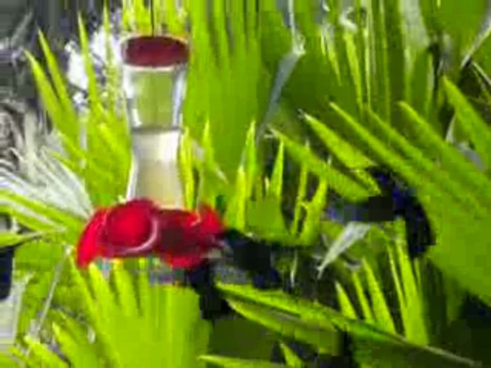 COLIBRI JARDIN BALATA