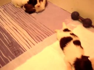 Westie phalène, repas en famille