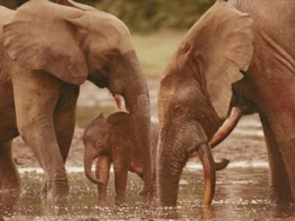 Savane - Soya