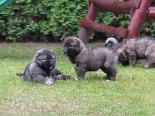 38 napos kaukázusi juhász kölykök 2.