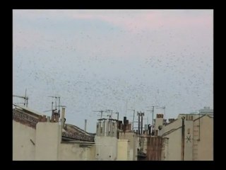 Regroupement d'etourneaux sur le boulevard Chave.
