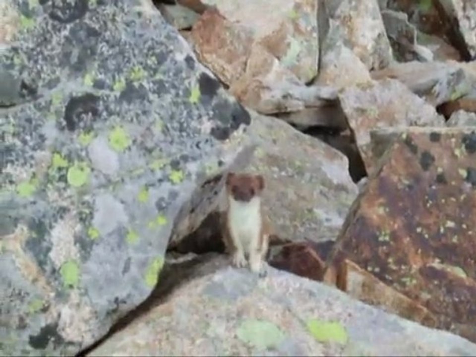 rencontre avec une hermine près du Vignemale