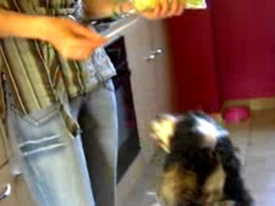chiens et salade