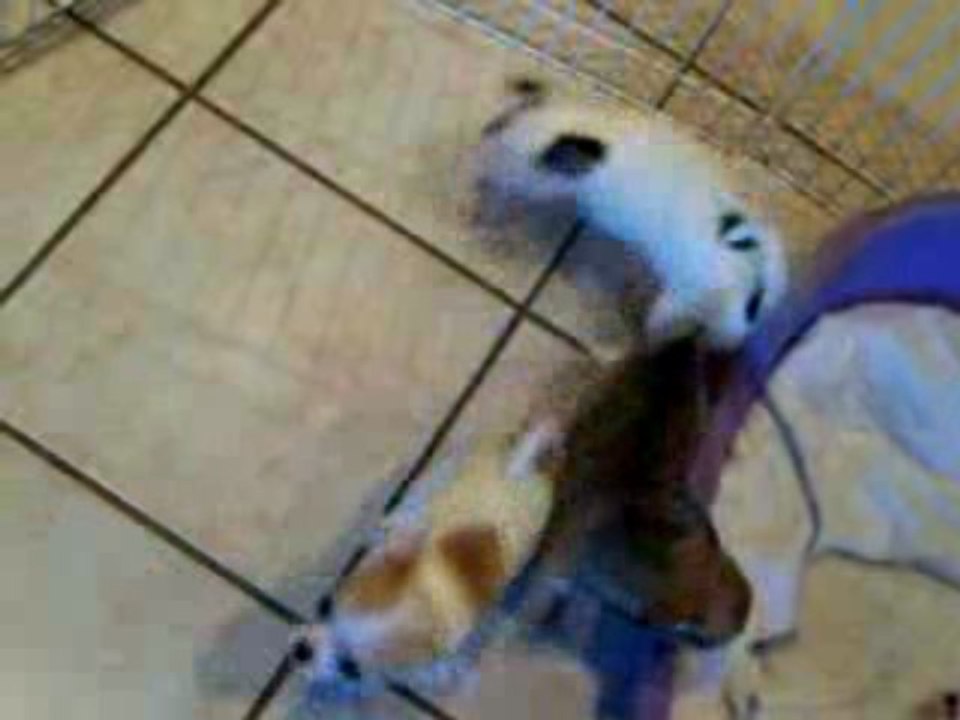 chiots 11 Octobre 2009 058