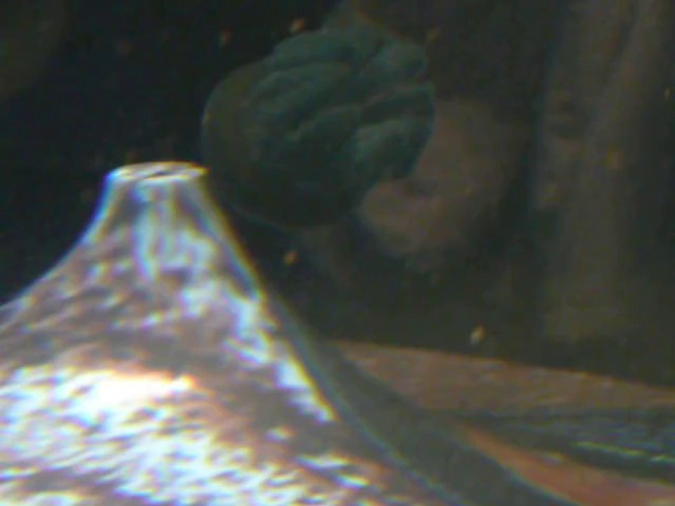 CALIFORNIA ACADEMY OF SCIENCES