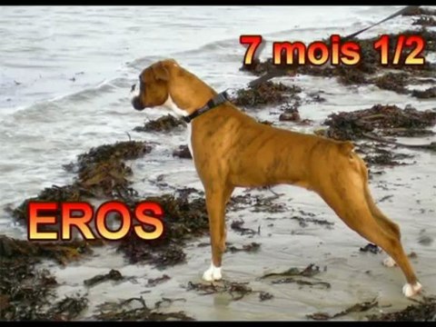 Eros , Chien Boxer (semaine 30)