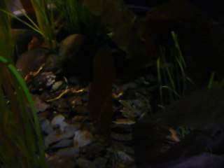 CALIFORNIA ACADEMY OF SCIENCES