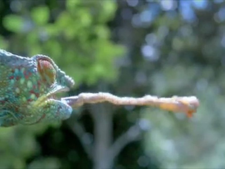 Discovery Channel's LIFE - A First Look