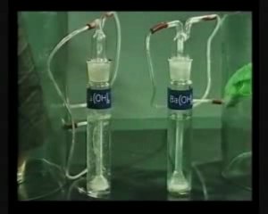 Oddychanie a fotosynteza u roslin