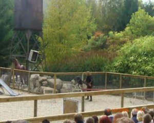 Nigloland à Dolancourt Représentation de Loups Automne 2009