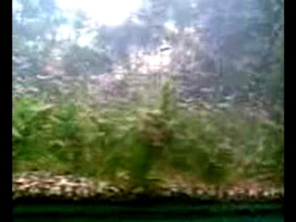 Kiraz Karides İstilası