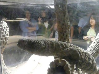 CALIFORNIA ACADEMY OF SCIENCES