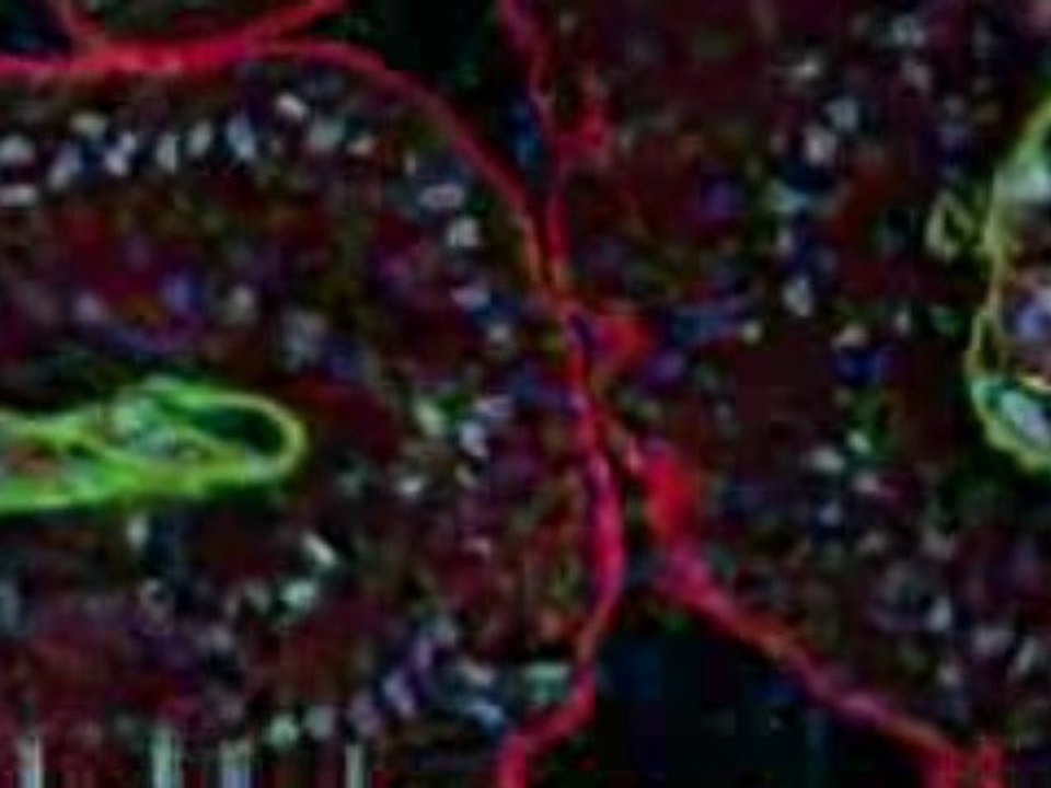 Invitrogen - CEO - Importance of NIH Funding